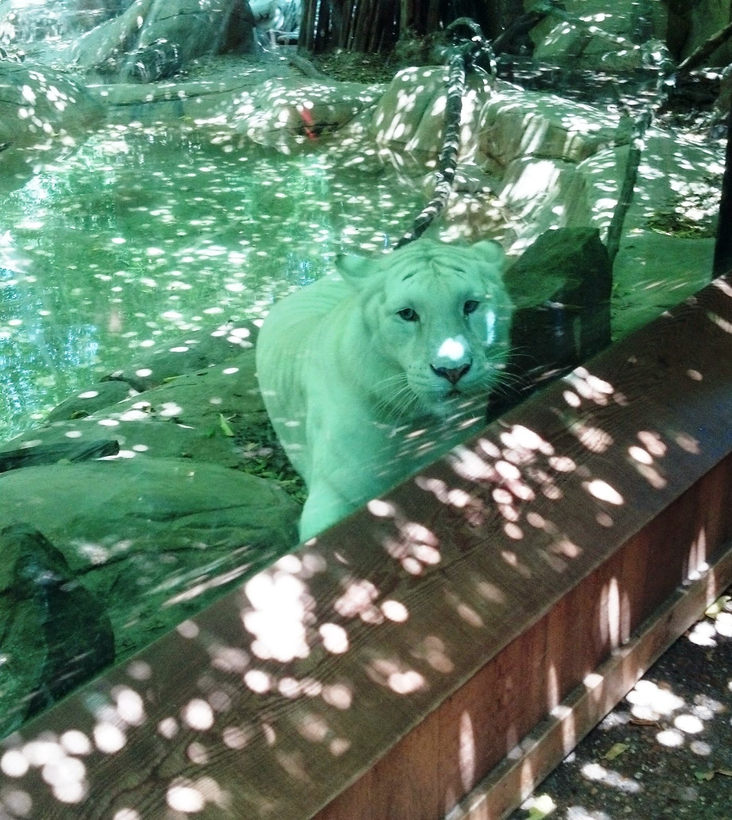 Caldwell Zoo Our Time in Tyler