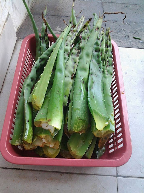 Manfaat Lidah Buaya