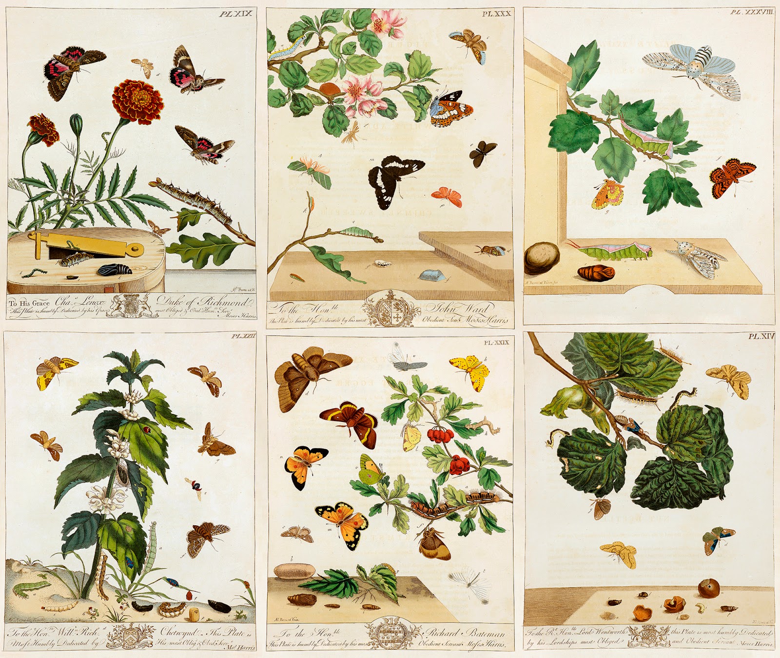 Zoë Design Day 31 WALLPAPERADAY "Moses Harris"