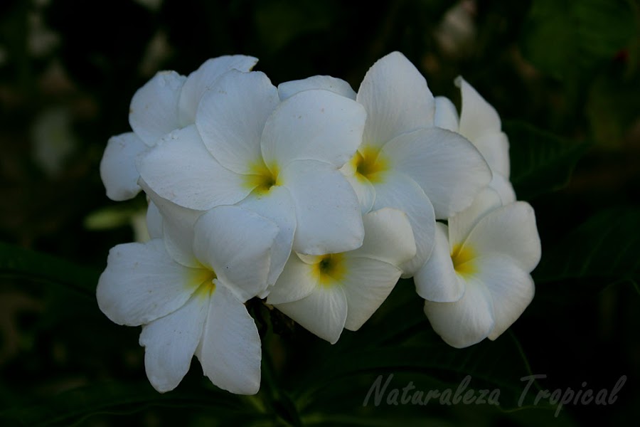 Flores de una planta del género Plumeria