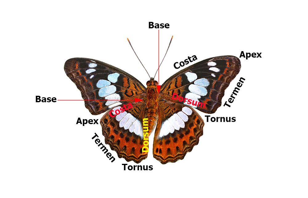 External Parts Of A Butterfly