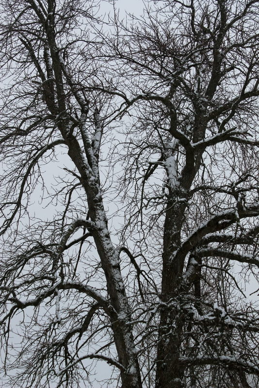 It's a Cotten life Cutting down the cherry tree