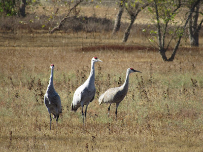 Llano Seco Unit