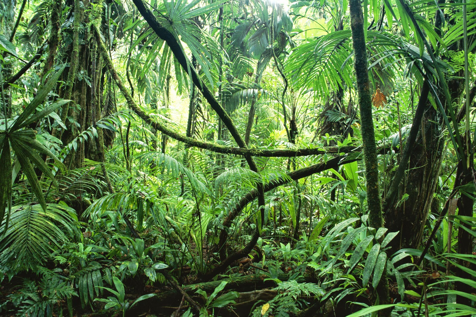 ico e i suoi gattai LA GIUNGLA PROFONDA ico e i suoi gattai LA GIUNGLA PROFONDA