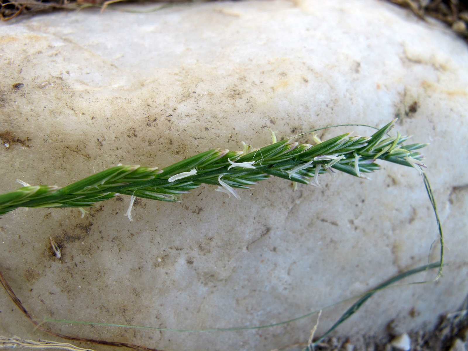 FLORA NEL SALENTO e.. anche altrove Lolium perenne L. Poaceae
