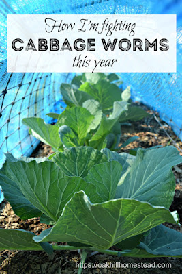 Fighting the War Against Cabbage Worms - Oak Hill Homestead