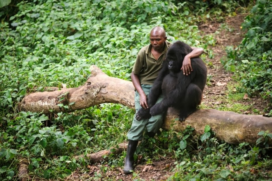 El guarda Patrick Karabaranga y un gorila huérfano en los montes virunga. Fotógrafo: Phil Moore.