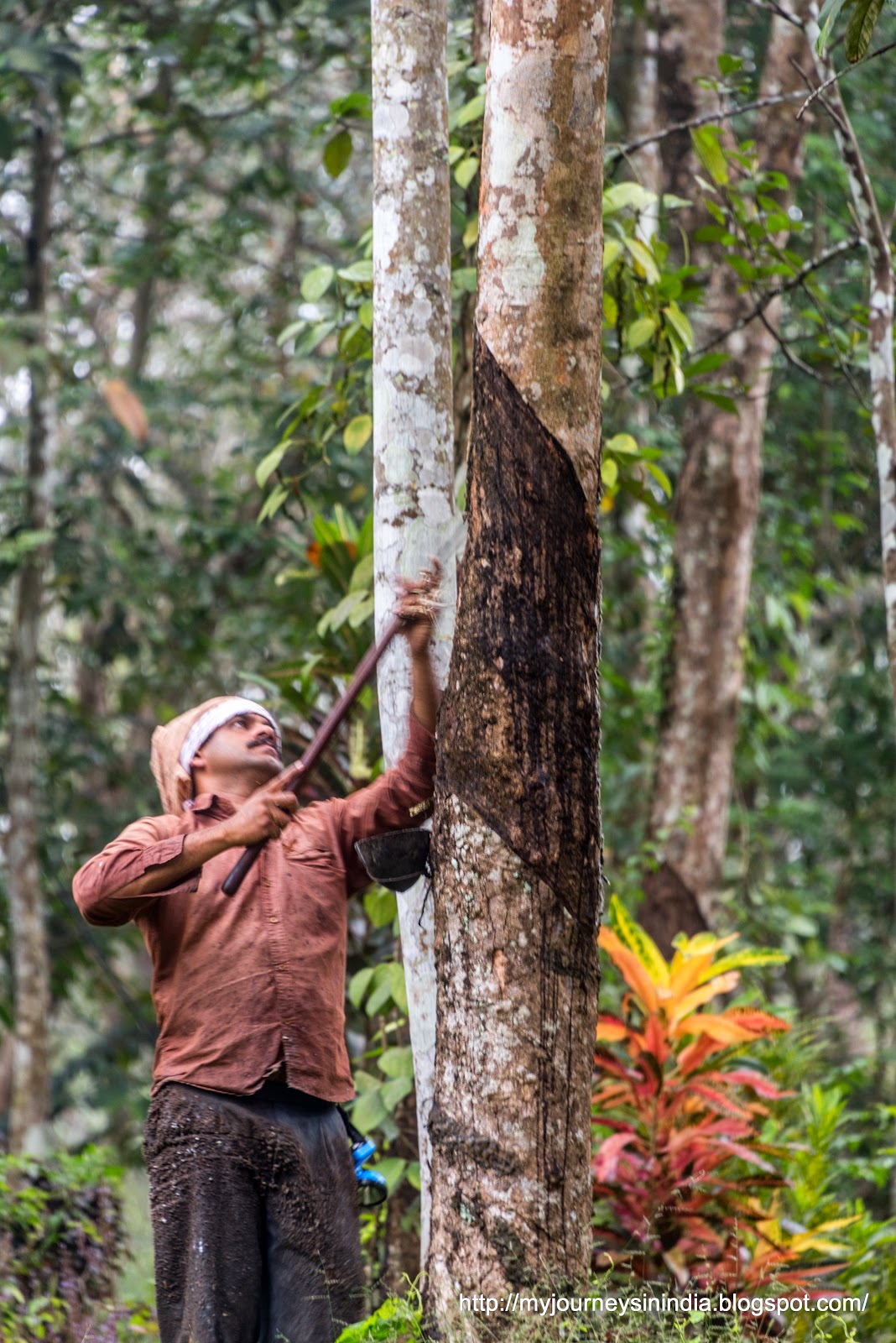 Rubber extraction from Rubber Tree - Duke Forest Lodge Ponmudi