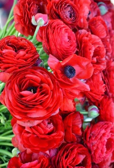 Ranunculus Flowers ~ Stunning nature