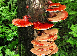 Ganoderma