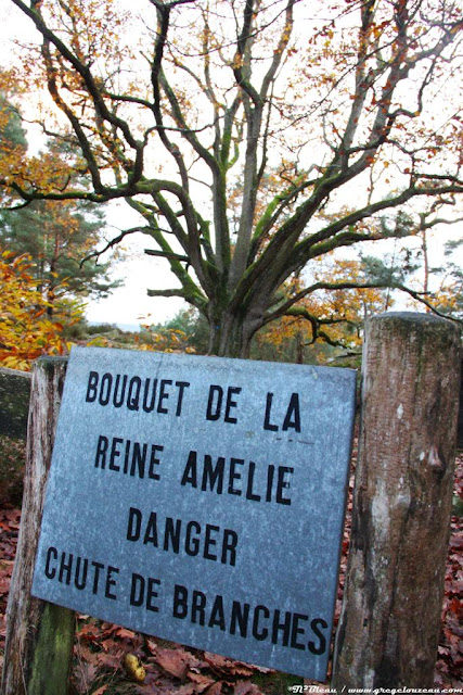  Bouquet de la Reine Amélie, Forêt de Fontainebleau, (C) 2014 Greg Clouzeau