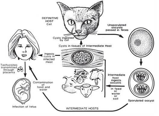 Toxoplasma gondii Toxoplasma gondii
