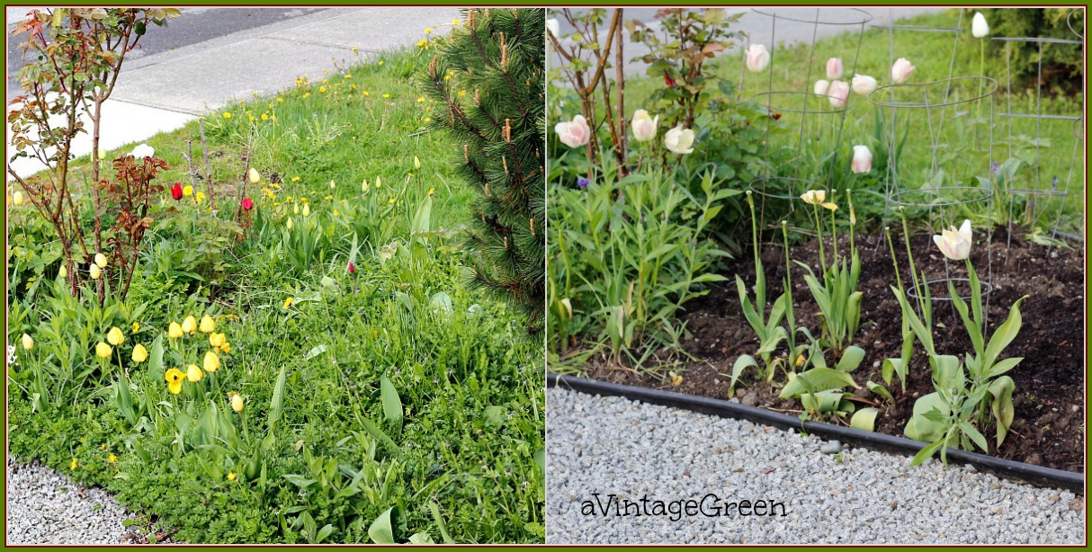 A Vintage Green Bringing Back Very Weed Filled Dahlia Bed It Rained At The Beginning Of Week And Was Sunny For 5 Days Following Soil Soft Weed Yield 2 Large Paper Compost Bags Heavy