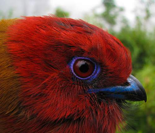 Indian birds - Red-headed trogon - Harpactes erythrocephalus