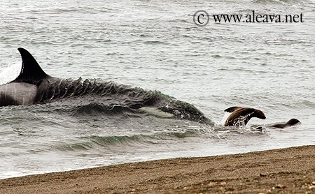 Terminando la temporada de Orcas en Punta Norte.