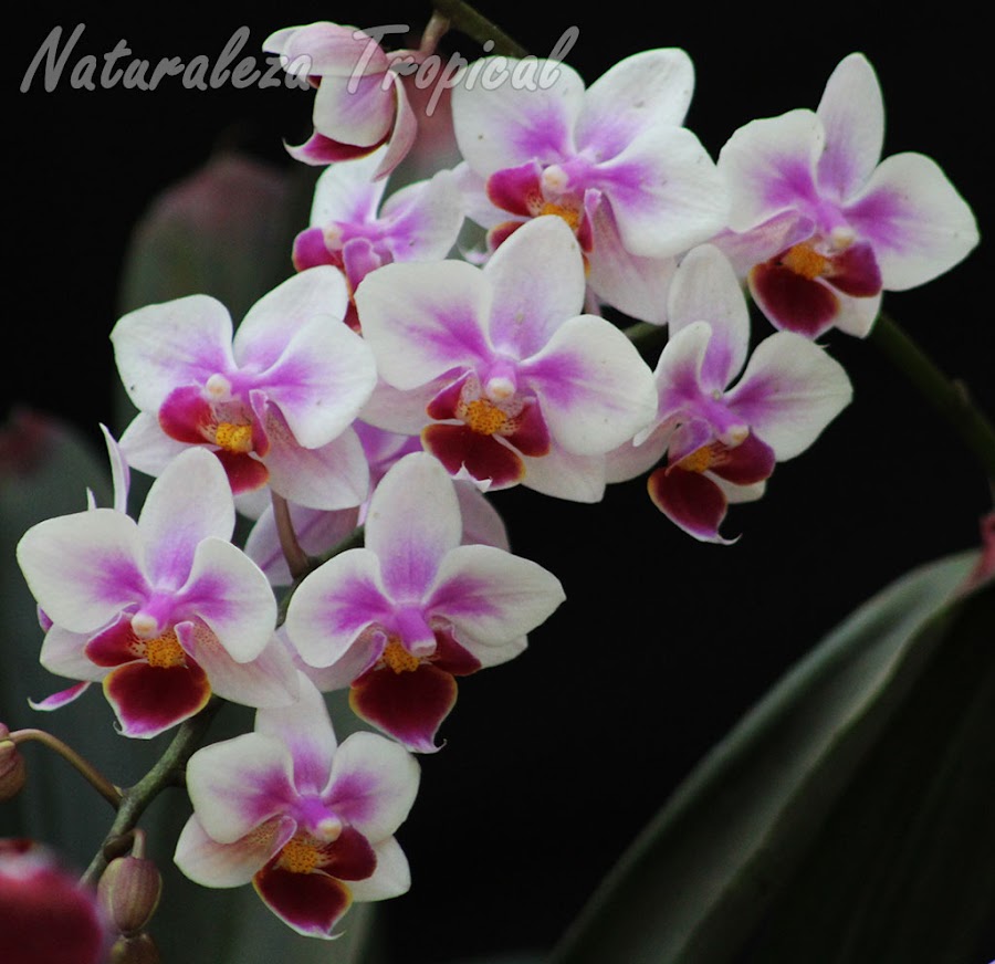 Bello cultivar de una orquídea Mariposa (género Phalaenopsis) con pétalos y sépalos blancos con tonos púrpuras centrales y labelo rojo vino con centro amarillo