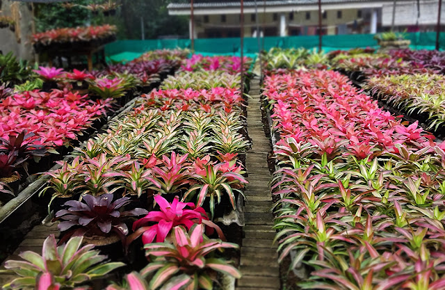 Tempat Jual Tanaman Hias Di Bogor Seputar Tempat
