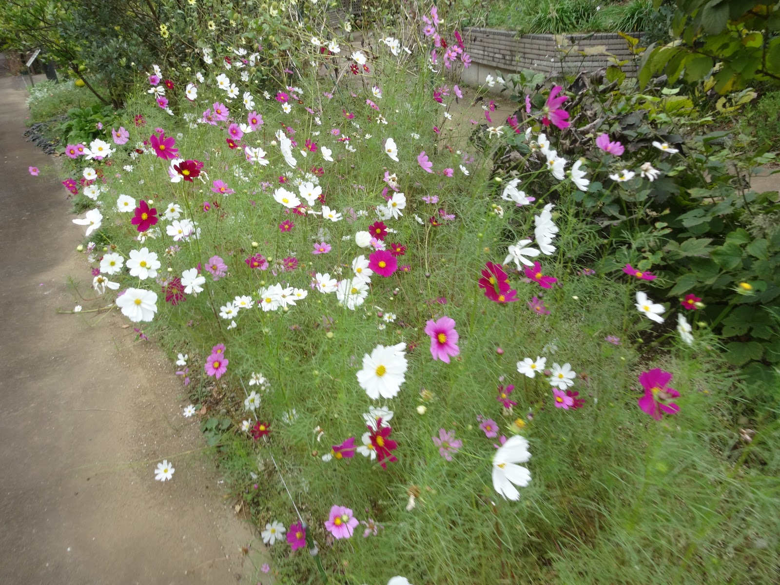 Comfortgardenの花々 里山の庭のコスモス
