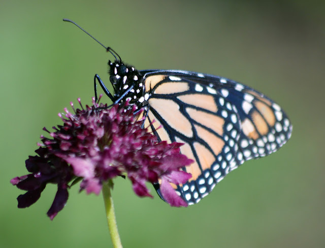 Monarch butterfly in Colorado