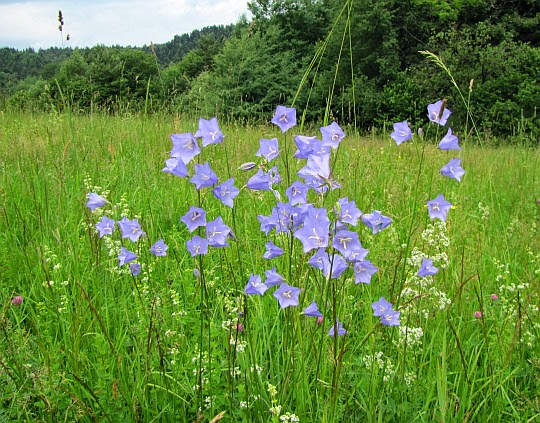 Dzwonek brzoskwiniolistny (Campanula persicifolia L.)