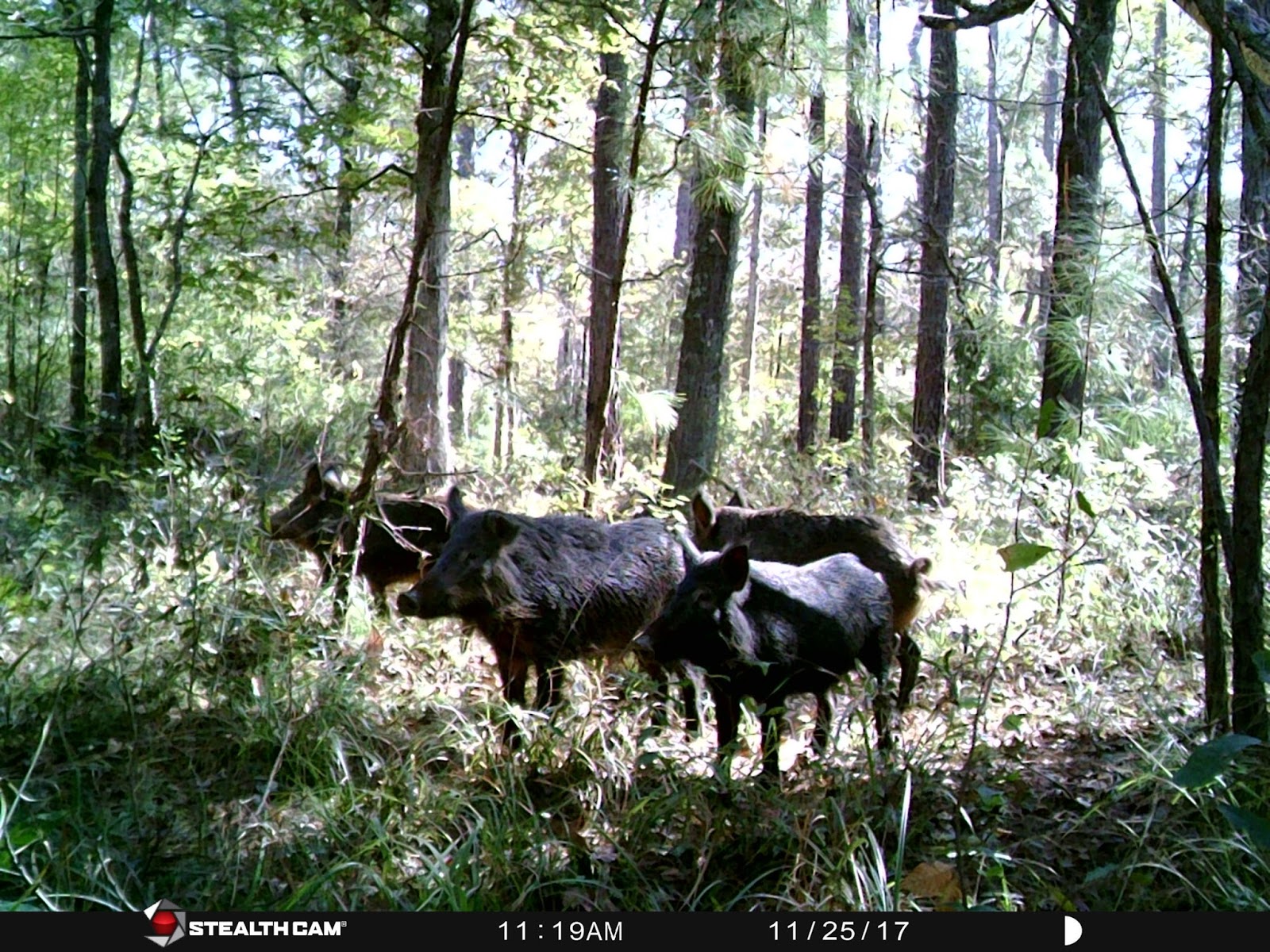 NationalForestHunter Hunting the Sam Houston National Forest 1998
