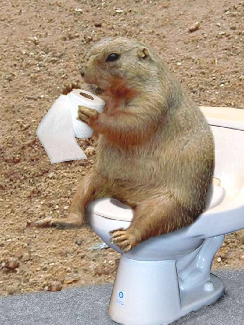 groundhog day shadow did the groundhog see his shadow 2017 groundhog day groundhog day shadow did the groundhog see his shadow 2017 groundhog day