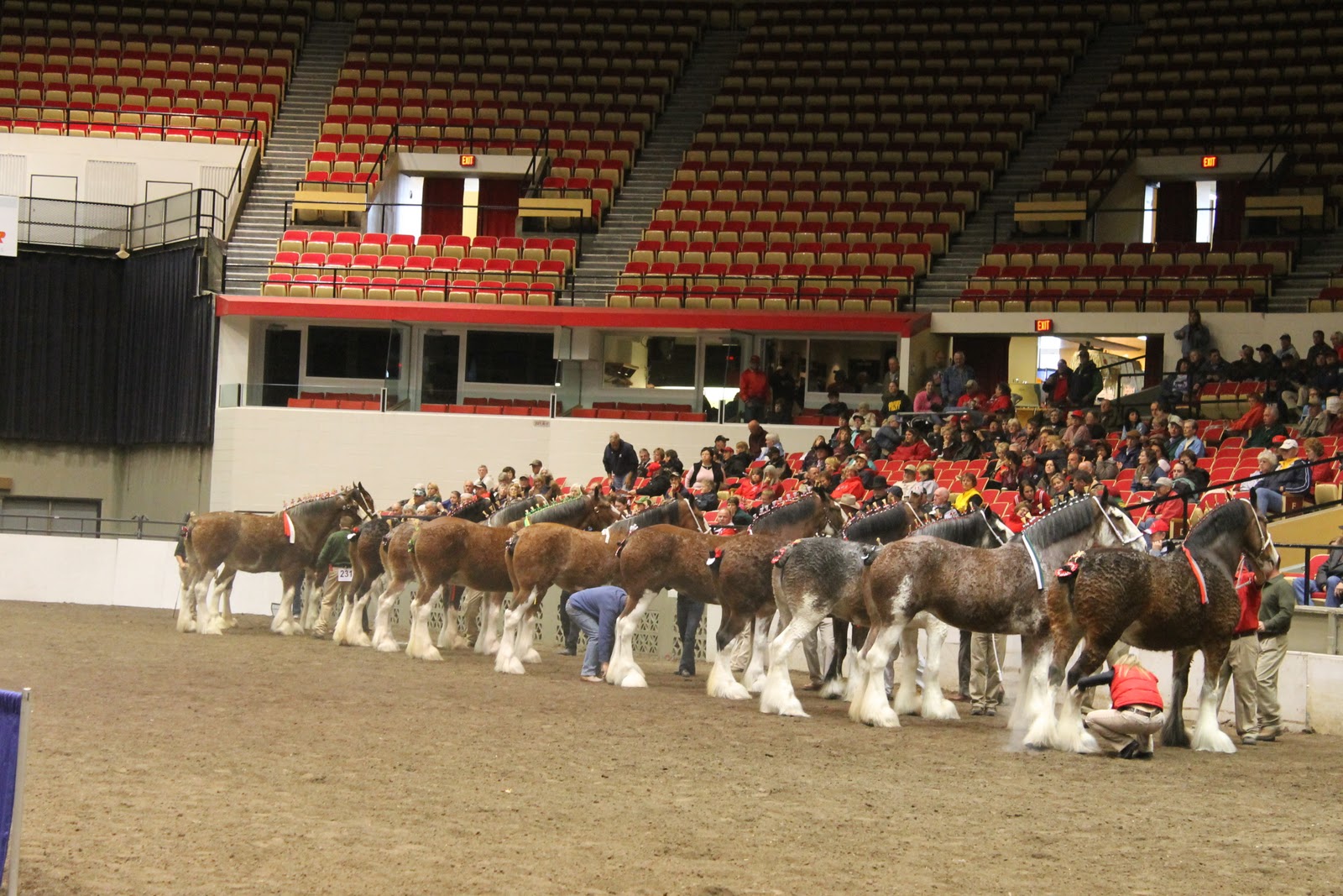 World Clydesdale Show Really Great photos..