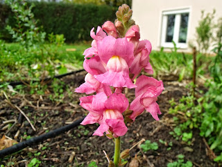Löwenmäulchen (c) by Joachim Wenk Löwenmäulchen (c) by Joachim Wenk