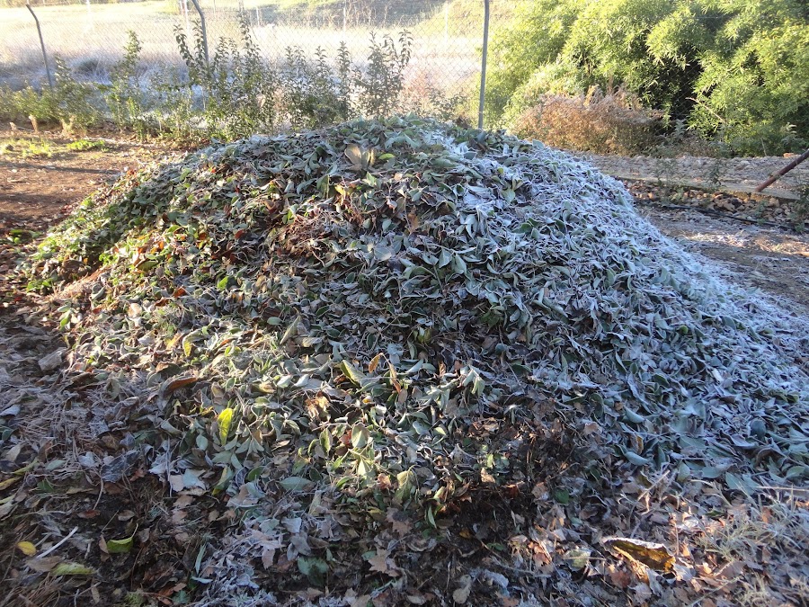 ESCARCHA SOBRE EL COMPOST. HELADA BLANCA SOBRE EL COMPOST.
