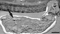 http://sciencythoughts.blogspot.co.uk/2014/04/scavenging-on-body-of-dicynodont.html