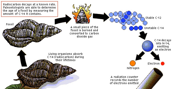 Radioactive isotope dating fossils