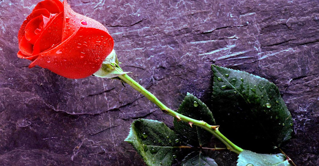 Happy rose day Images happy rose day wallpapers rose day images download rose day images hd happy rose day hot happy rose day status rose day images with quotes rose day wallpaper download happy rose day shayari