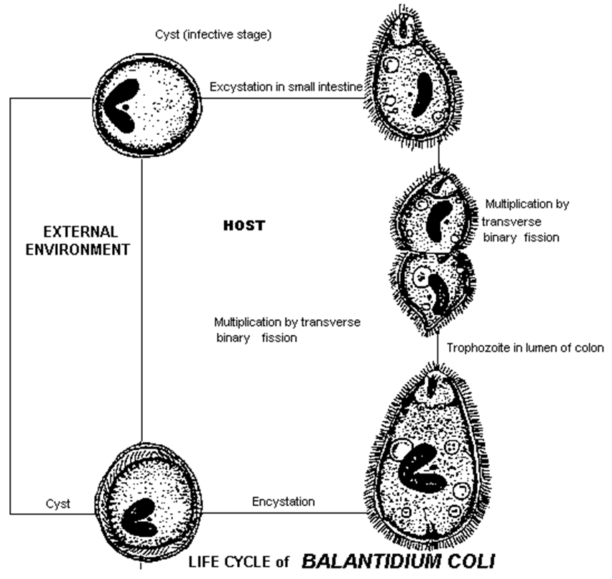 Стадии жизненного цикла цисты. Цикл балантидия схема. Balantidium coli жизненный цикл. Жизненный цикл балантидия схема. Жизненный цикл балантидия кишечного.