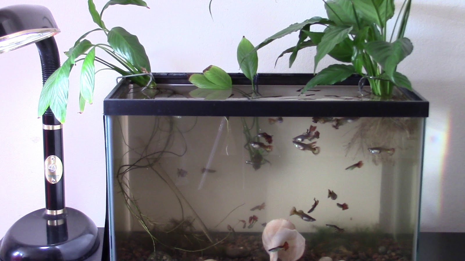 Random Bits Aquarium plant holder of wire hanger