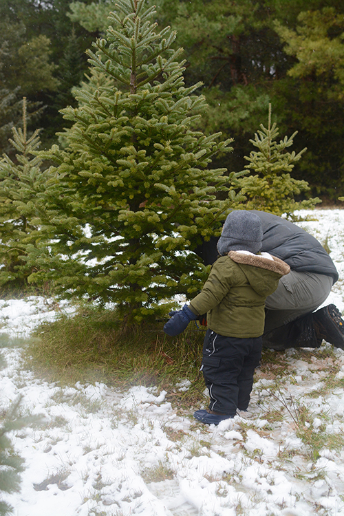 Getting a Christmas Tree, Tree hunt | My Darling Days Getting a Christmas Tree, Tree hunt | My Darling Days