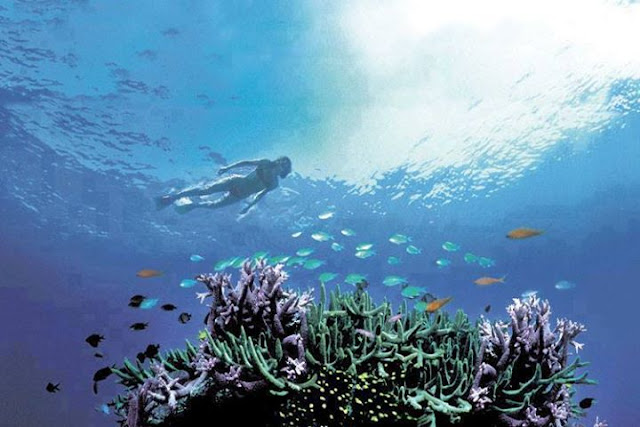 Nature, The Great Barrier Reef, Australia Nature, The Great Barrier Reef, Australia