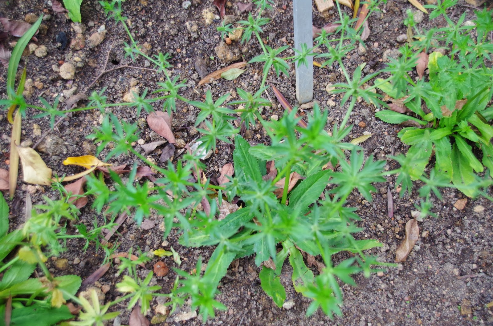 Trees and Plants Sawtooth Coriander