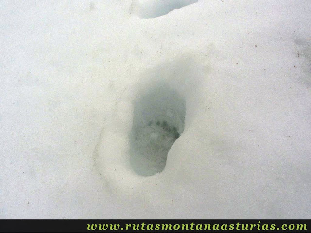 Huella de oso en la nieve en Cangas del Narcea