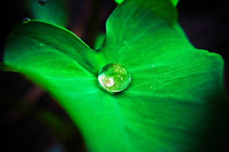 INFUSION-DE-LINAZA-CON-AGUA