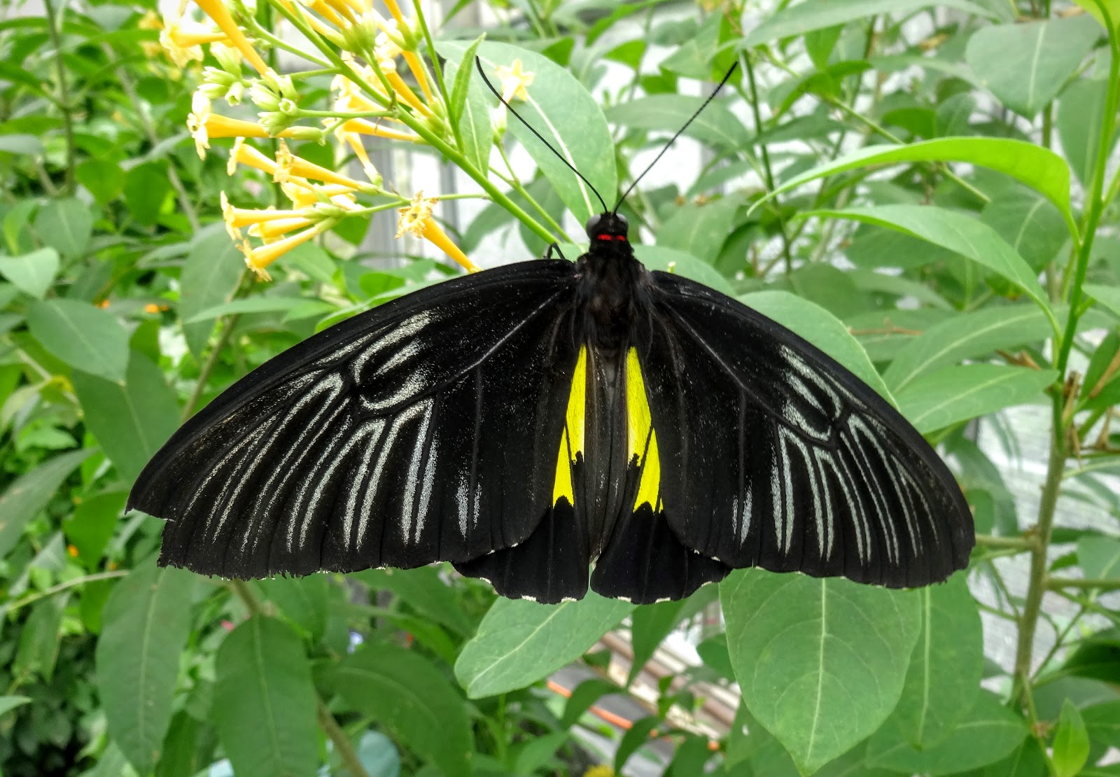 Love, Joy and Peas Brookside Gardens' Wings of Fancy Butterfly Exhibit