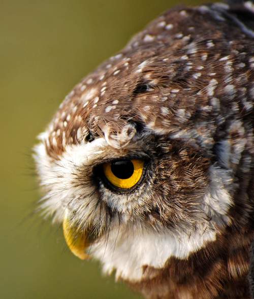 Spotted owlet - Athene brama