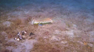 mantis shrimp in the ocean floor