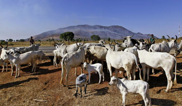 эфиопия сельское хозяйство. сельское хозяйство нигерии. сельское хозяйство эфиопии и алжира. республика нигер сельское хозяйство. нигер сельское хозяйство.