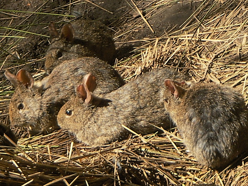 Teporingo Rabbit Biodiversidad del Distrito Federal: Conejo de los volcanes