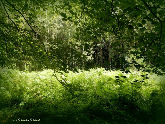 Le felci circondate dal bosco