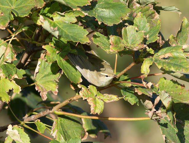 Greenish Warbler - Saltburn, Cleveland