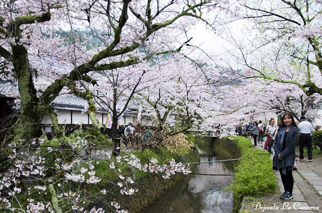 Día 12 - Kyoto (Ginkakuji - Palacio Imperial - Kiyomizu - Gion) - Japón primavera 2016 - 18 días (con bajo presupuesto) (9)
