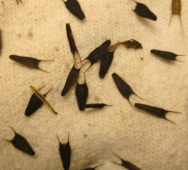 Around the Bend Botanical Hitchhikers