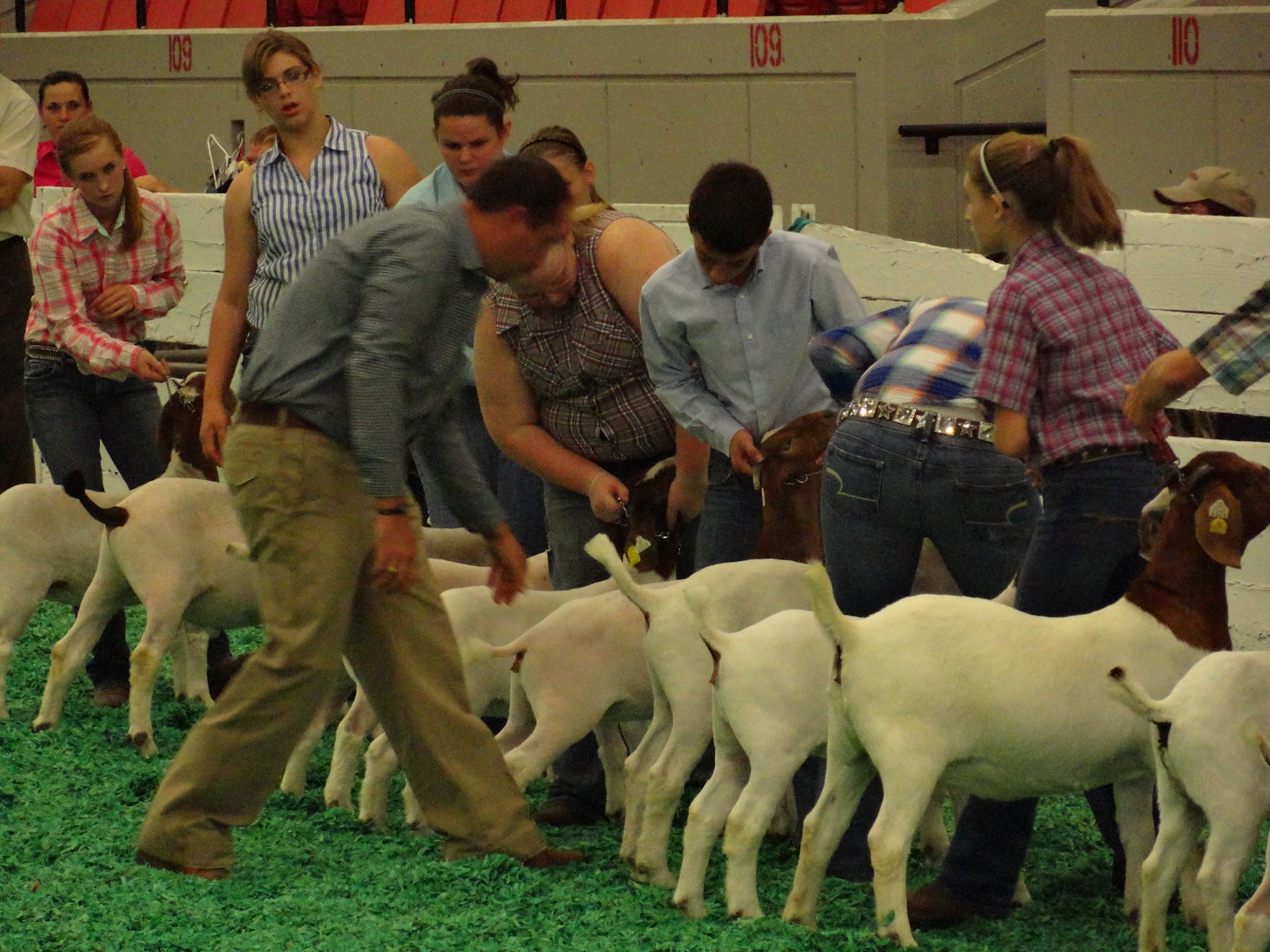 BarnScoop 4H/FFA Market Livestock Projects for Beginners