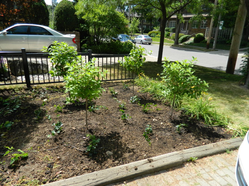 Limelight Hydrangeas In Bloom